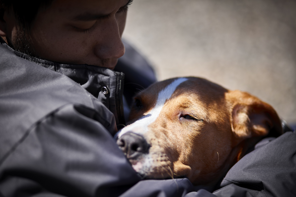 Dog laying in owners arms