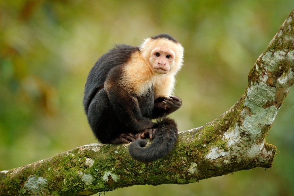 capuchin craziest emotional support animals