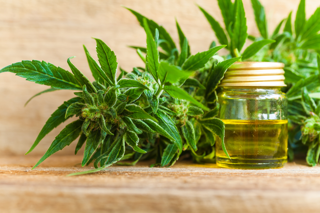 Cannabis Oil Anti-Aging