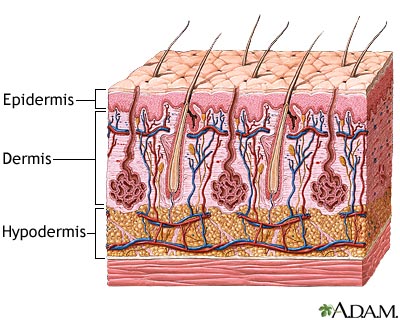 5. Know your skin layers