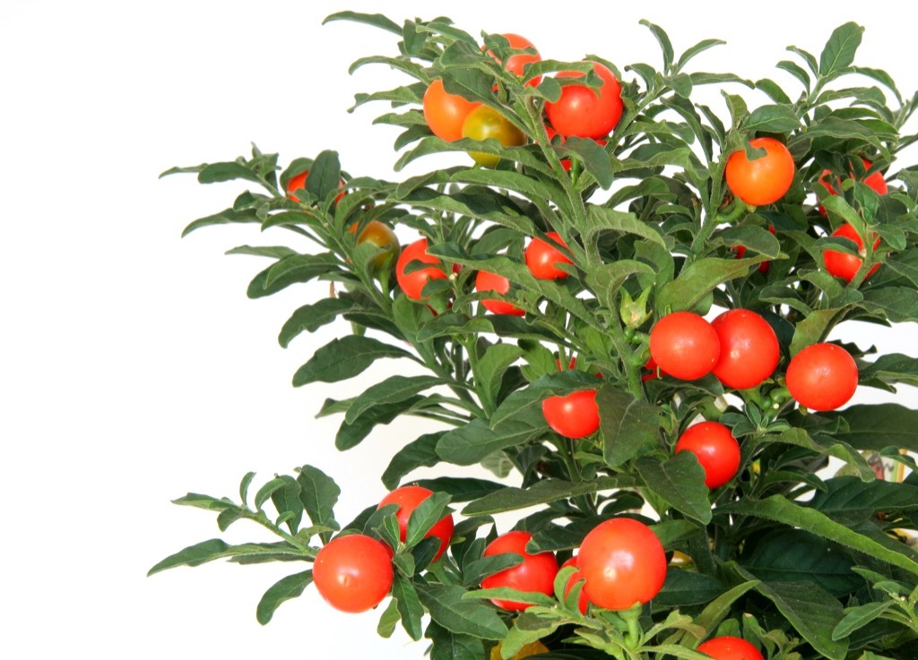 jerusalem cherry