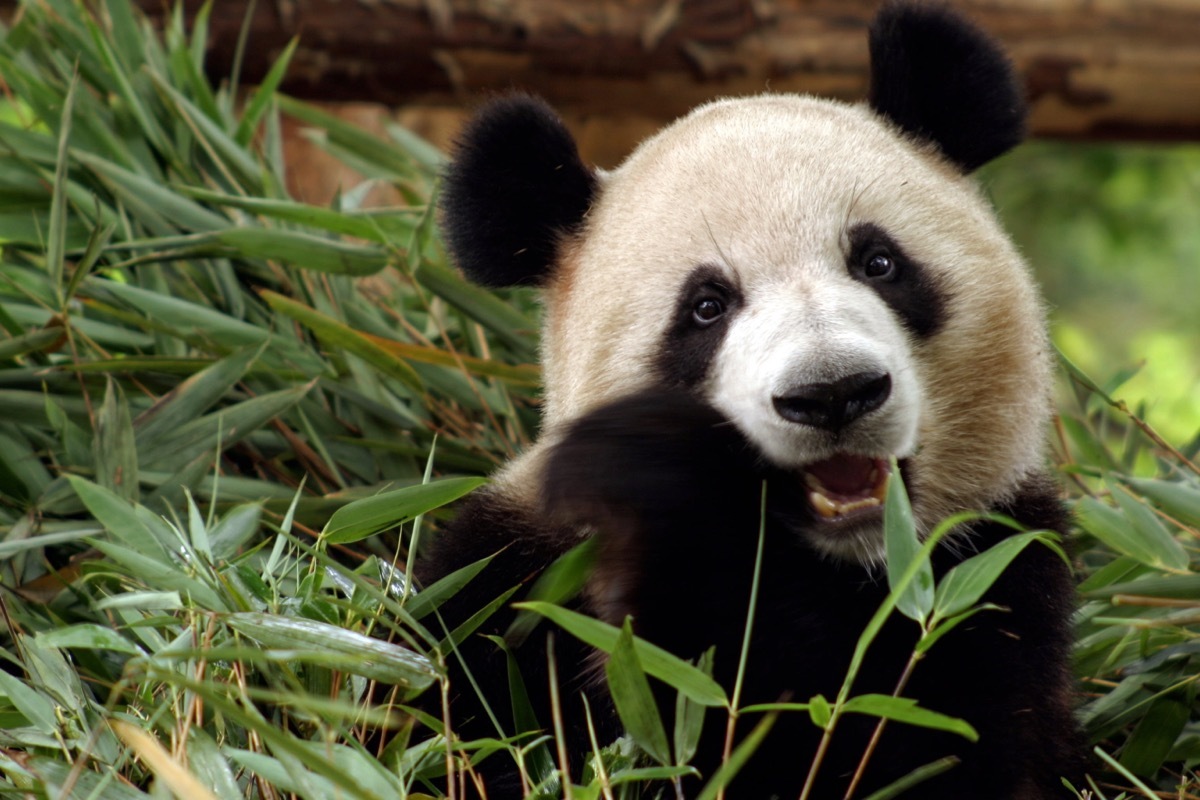 giant panda eating bamboo