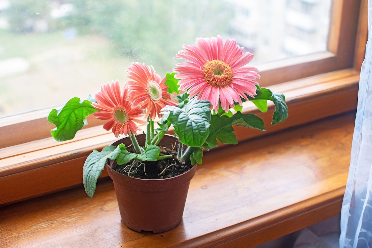 A pink gerbera daisy in a terra cotta pot on a windowsill.