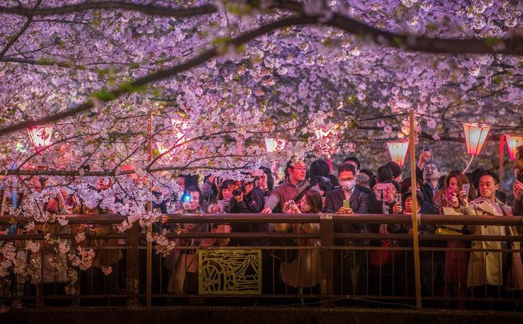 these-photos-of-japanese-cherry-blossoms-are-out-of-this-world-09