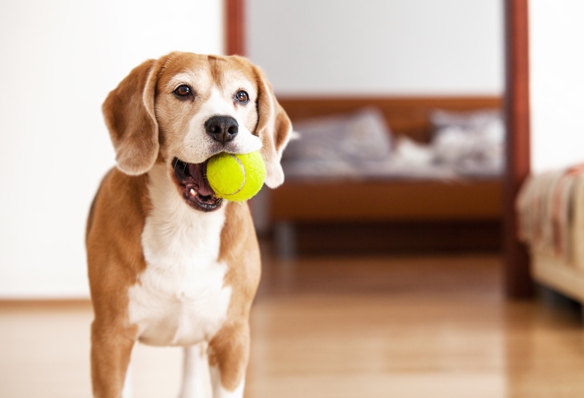 Dog with tennis ball