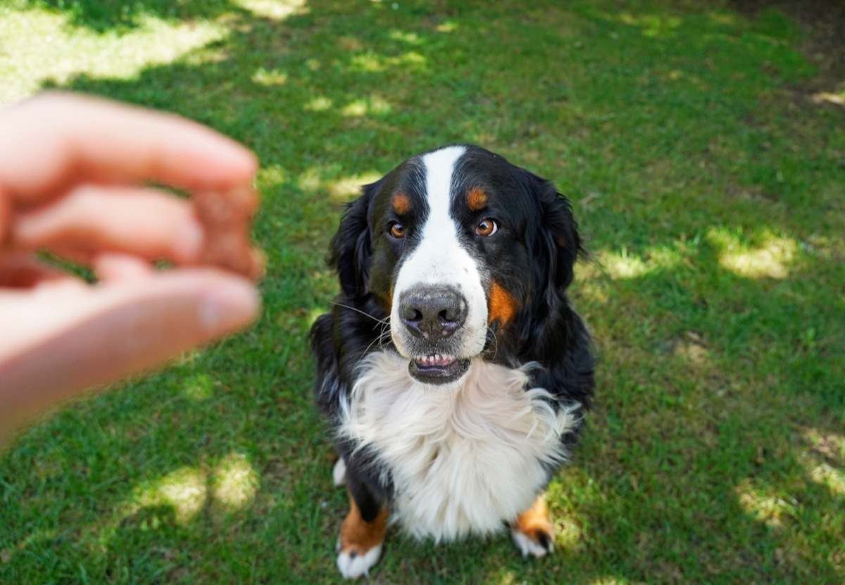 dog sitting on grass awaiting treat from owner