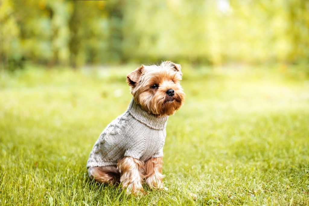 Dog in sweater