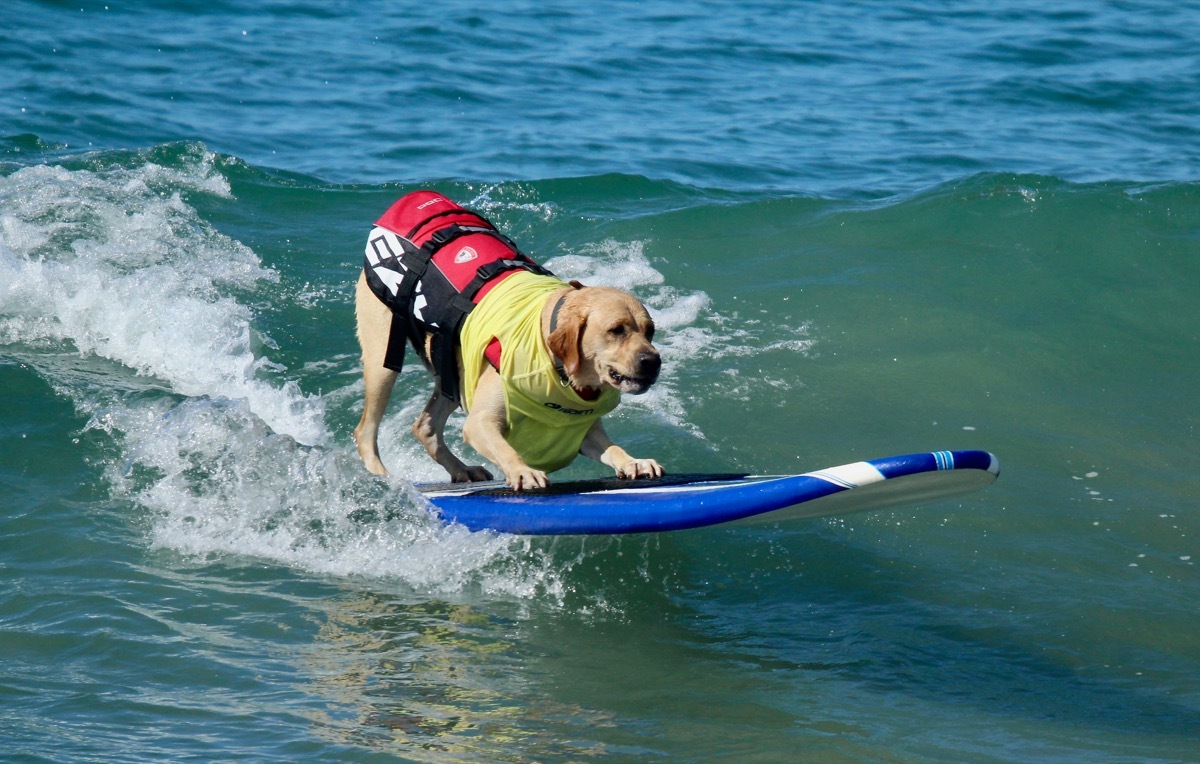 surfing dog