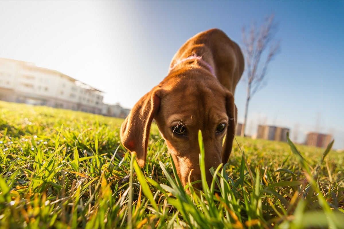 Dog sniffing grass