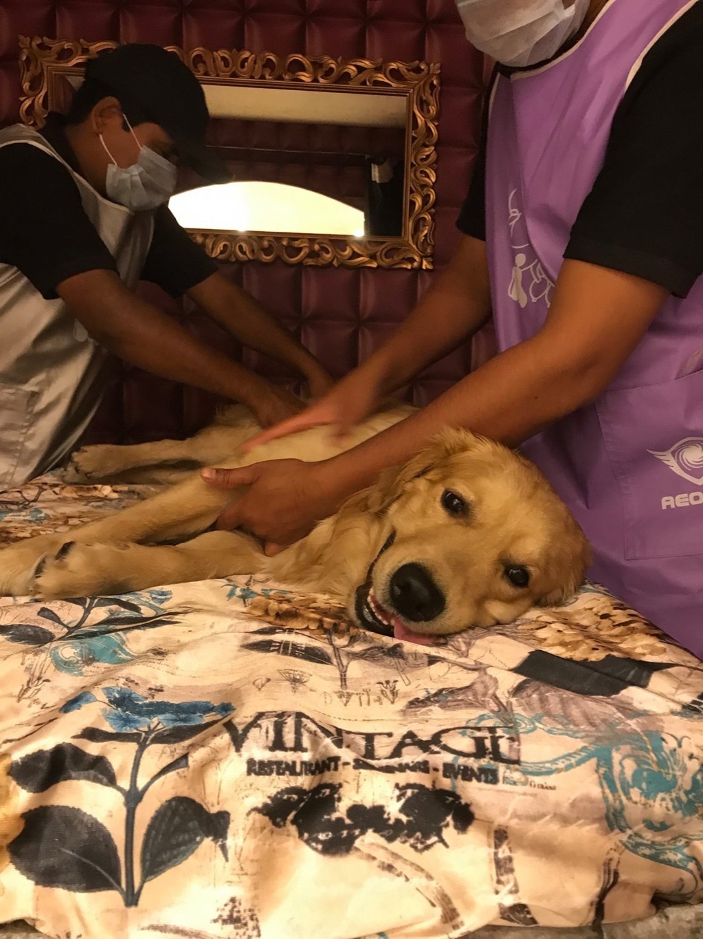 golden retriever getting a massafe