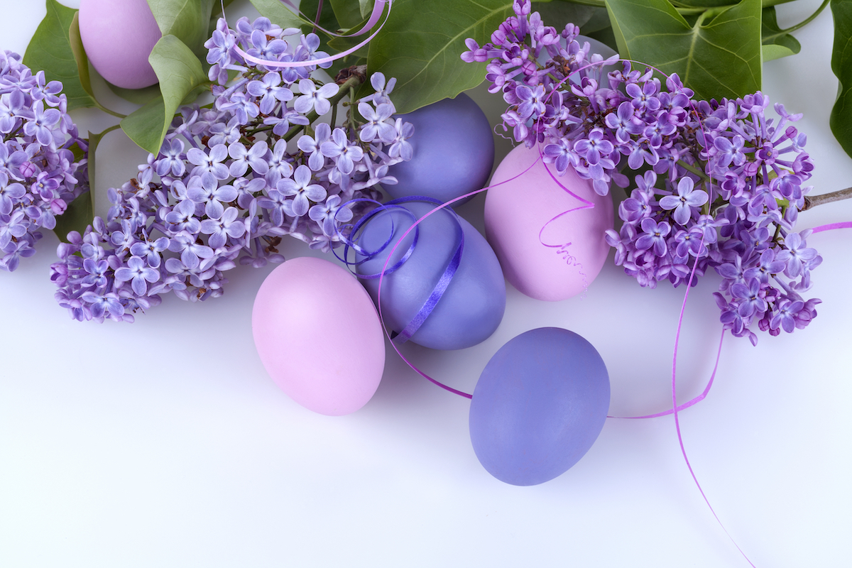 Purple Easter eggs with lilac flowers on a white background