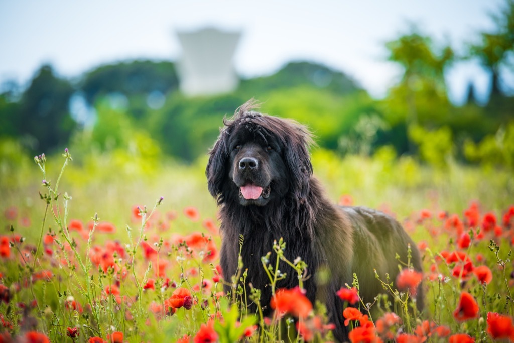 newfoundland dog 