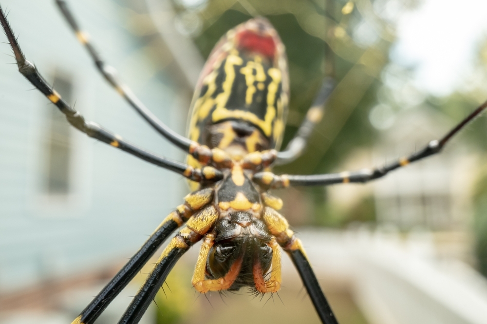 An extreme close up of a joro spider in its web